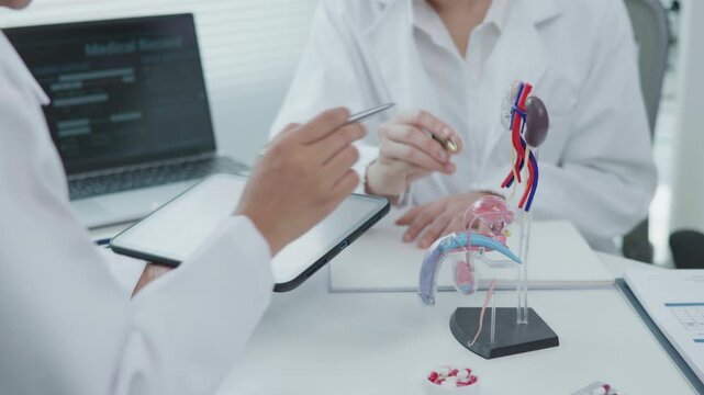 Medical Demonstration of Urinary System Anatomy by Doctor in Clinical Office Educational Content Professional Environment Close-up View