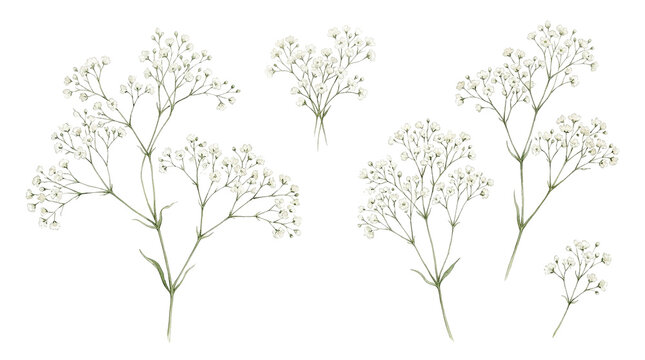 Delicate White Baby's Breath Sprigs, Botanical Illustration Set for Floral Design, Wedding Decor, and Craft Projects