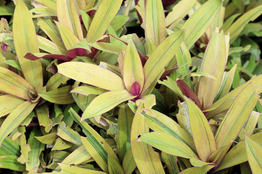 Tradescantia spathacea Sitara Gold ('Hansoti02'PBR). Yellow variegated oyster plant leaves with green stripe and purple underside.  