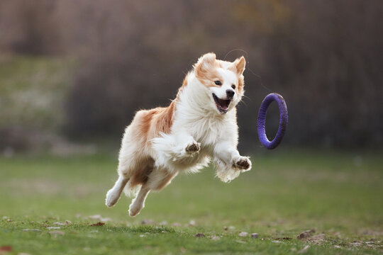 A Border Collie dog jumps through a grassy field chasing a ring toy outdoors. Motion and natural scenery create energetic action atmosphere.