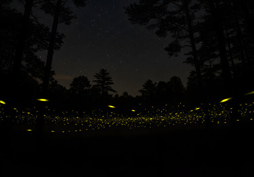 Fireflies night forest glow