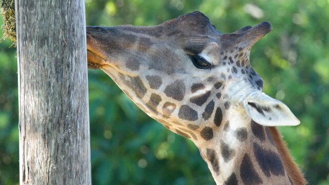 Close Up of a Giraffe Feeding on Hay from a Wooden Post