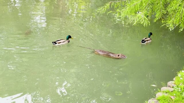 Mallard Ducks and Nutria Swimming Together in a Green Park Pond