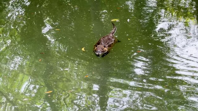 A Coypu Nutria Rodent Swimming Through Green Canal Water in Marseille
