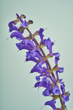 Wiesensalbei