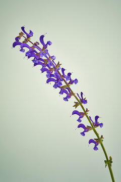 Wiesensalbei