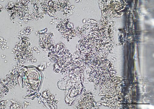 soil microorganisms under a microscope including amoeba, flagellates, nematodes, fungi, bacteria	