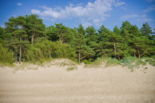Coniferous pine forest growing on sandy dunes under a clear blue sky with white clouds on a sunny day at the seaside
