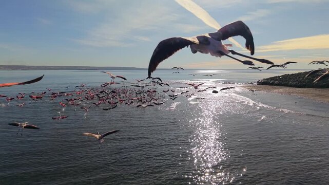 Flamingos (Phoenicopterus chilensis) flying in large group over coastal water near Puerto Madryn Chubut Argentina with wingbeats and surface reflections visible static drone aerial shot