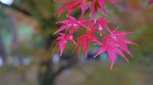 Artistic shallow depth of field shot of red maple leaves with a gradual focus pull creating a soft and dreamy visual effect.