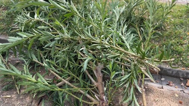 Pruned oleander branches lying on ground in an outdoor setting as garden waste