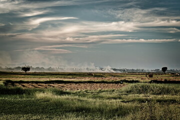 Fototapeta premium Mist and horizon in the Asian countryside
