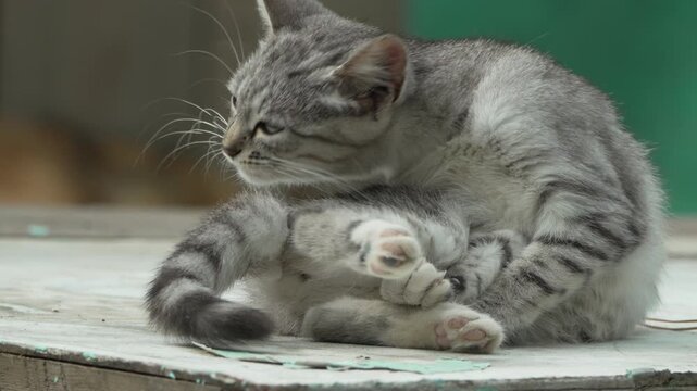 Cat Grooming Grey Tabby Outdoor - A gray tabby cat grooms itself outdoors, sitting on a gray surface. The cat's tail is curled around its body and its paws are visible.