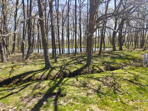 Paisaje de bosque abierto con charca de agua al fondo