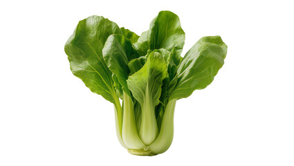 Fresh Green Bok Choy Vegetable Bunch with White Stem © Femke