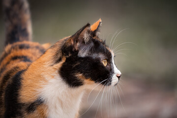 Calico cat gazing alertly in side profile portrait with soft bokeh background © Silvan