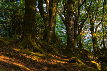 Obraz premium Chasing the forest light near Burrator Reservoir. A sun- drenched forest scene where golden hour light cascades over a mossy incline