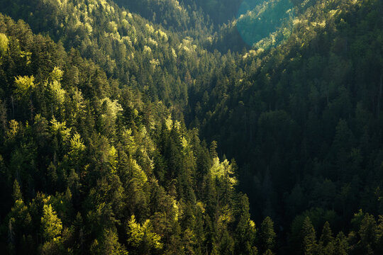 Sunlight hitting thick evergreen forest canopy