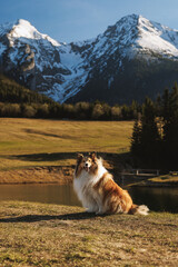 Rough Collie dog sitting in meadow with mountains © 9parusnikov