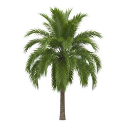 Obraz premium A single green palm tree with lush leaves standing tall and vibrant isolated on transparent background