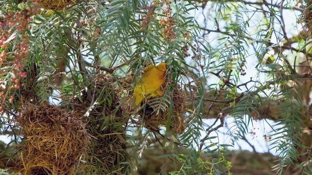 Skilled weaver bird flits among branches, gathering twigs and grasses to build cozy nest. Set against backdrop of lush greenery, this enchanting creation process unfolds in warm sunlight of afternoon.