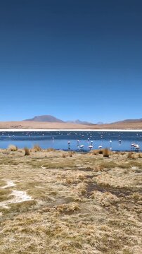 Flock of wild flamingos in a scenic high altitude lagoon with volcanic mountains under clear blue sky, majestic landscape of Eduardo Avaroa Andean Fauna National Reserve, Altiplano, Bolivia