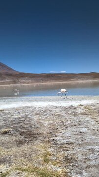Andean flamingo walking near the salt lake shores of Laguna Colorada in Bolivia, beautiful wildlife and nature landscape of Altiplano high altitude desert with volcanic mountains backdrop