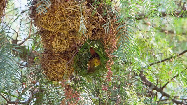 Observe clever weaver bird meticulously shaping its cozy, suspended abode. Tiny architect weaves natural materials into beautiful, sturdy home nestled within vibrant tree canopy during daylight hours.