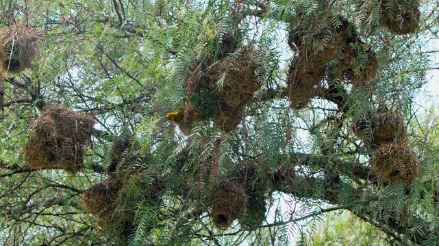 Diligent weaver bird expertly crafts its suspended abode deep within lush green branches of towering tree during daytime. This captivating display showcases intricate engineering of nature.