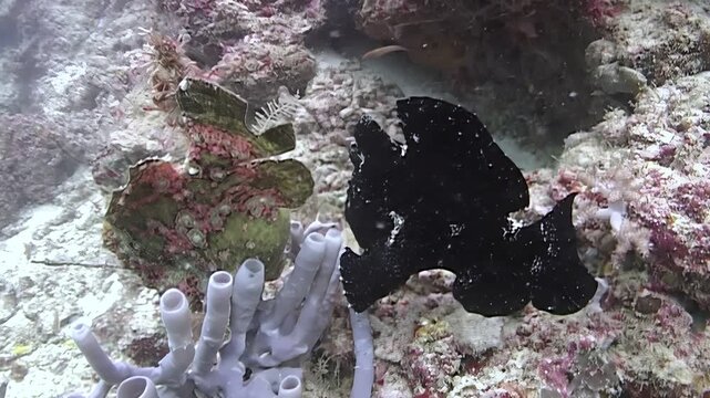 A large, black Giant Frogfish sits still on a colorful reef near sea sponges. The fish stays in place during the day at Sipadan Island, Indonesia, blending into the coral background.