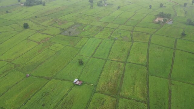 Aerial view of misty paddy field and country road surrounding a rural village at dawn. These areas serve as one of the country's most important rice-producing regions in Thailand.