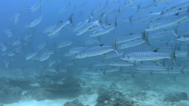 Experience the awe-inspiring sight of a massive school of Barracuda swirling together in the clear waters of Sipadan Island, Indonesia. The sunlight dances on their silver scales as they move as one.