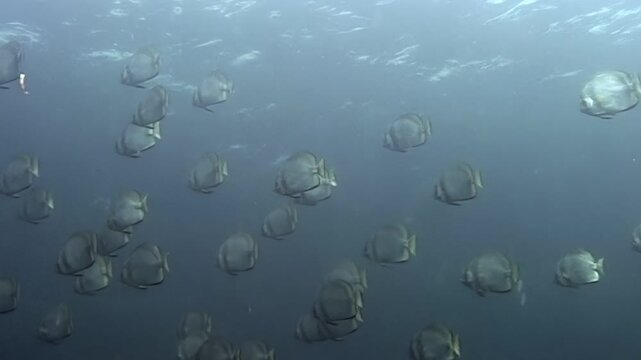 Experience a serene dive near Sipadan Island, Indonesia. A large school of batfish swims gracefully in clear blue water. One Moorish Idol joins their group during the daytime.