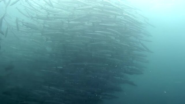 A mesmerizing gathering of Barracuda fish forms a large school off the coast of Sipadan Island, Indonesia. These impressive creatures move together, creating a vortex in the clear, blue water.