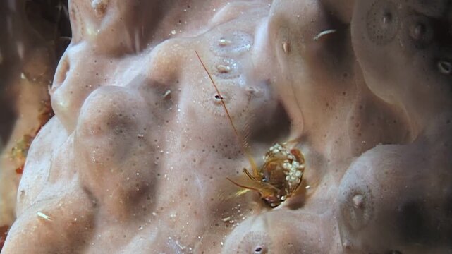 A thriving ecosystem is found within coral burrows. Small crabs, shrimps, and other crustaceans seek food and refuge in this complex underwater realm.