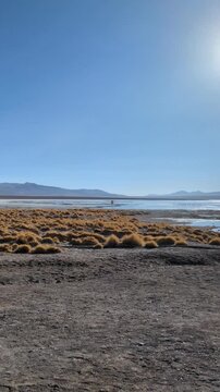 Panoramic view of El Tatio geysers field at sunrise with steam rising from geothermal pools, a lone silhouette of a tourist, and distant Andean mountains under a clear blue sky in Chile.