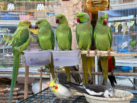Doha, Qatar - May 10, 2026: Green parrots in Bird Market.