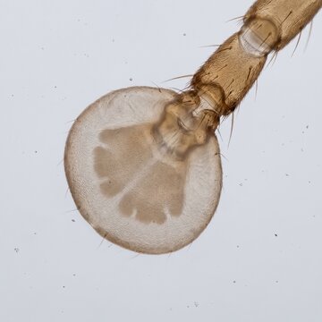 Microscopic brightfield view of thrips eversible arolium bladder on tarsus