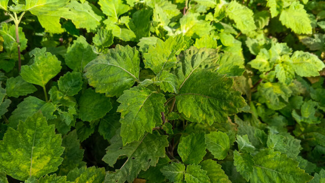 Fresh patchouli leaves growing in the garden.