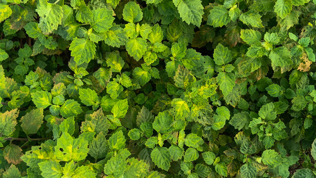 Top view of fresh patchouli leaves growing in the garden.