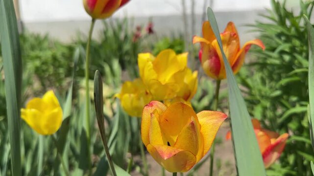 Yellow and orange tulips blooming in spring garden flower bed closeup