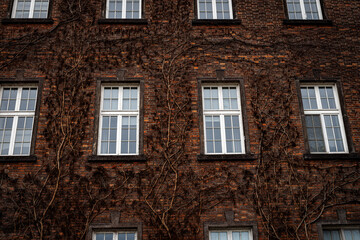 Naklejka premium Brick building facade covered in dry climbing vines with white windows