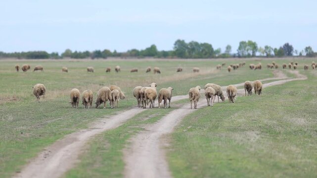 Traditional Hungarian Sheep Grazing in the Infinite Hortob&aacute;gy Puszta