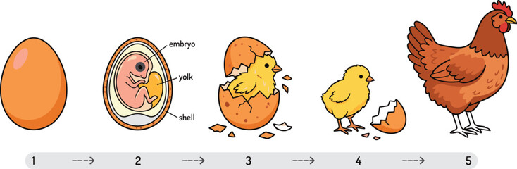 Life Cycle of a Chicken Infographic Vector Showing Egg Development, Embryo, Hatching Chick, and Adult Hen for Educational Biology and Science Lesson Materials © Ajad
