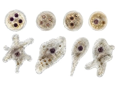 Microscopic view of Amoeba proteus or Entamoeba histolytica life cycle, cysts and trophozoite stages, protozoa illustration on white background.