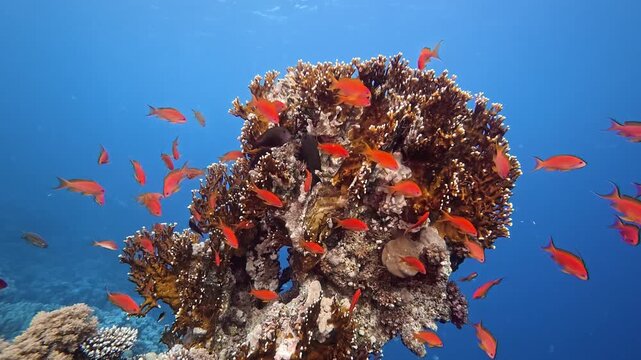 Vibrant underwater scene featuring a school of red anthias fish swimming around a coral reef