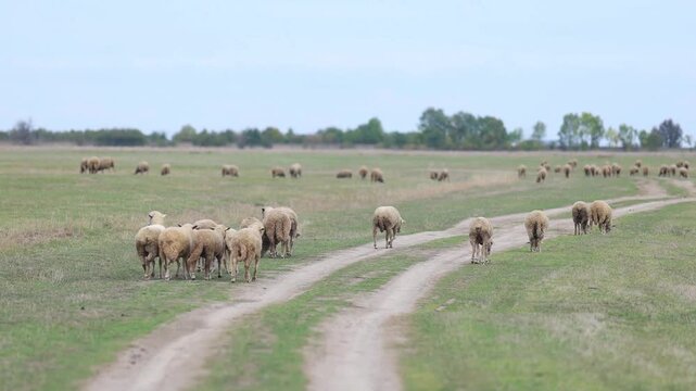 Traditional Hungarian Sheep Grazing in the Infinite Hortob&aacute;gy Puszta