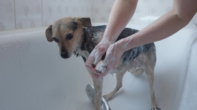 A woman washes small obedient dog in the bathtub