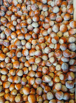 A large pile of hazelnuts in winter.