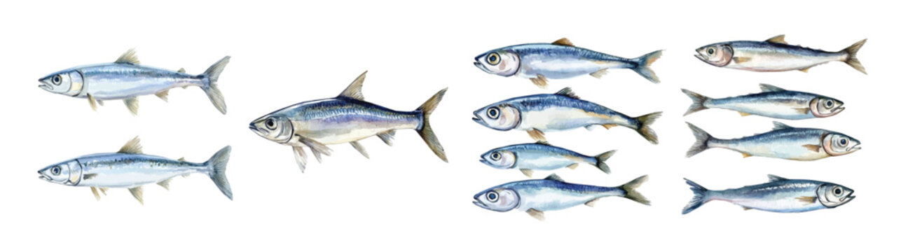 Set of anchovy fish painting, Minimal yet artistic elements for creative designs. hand-drawn paint, Simple Illustration, EPS format, isolated on a white background, watercolor illustration